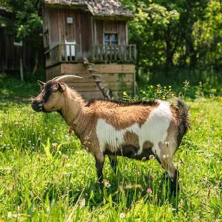 Kemp Avec Animaux Admis - 4 Pers. - Api-1-52-2596 *